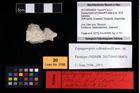 Foto (Objekt + Etikett) von Eopaguropsis schindewolfi (Fraaije et al., 2019)  (NHMW-GEO-2017-0093-0003)